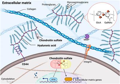 Drug Screening Implicates Chondroitin Sulfate as a Potential Longevity Pill